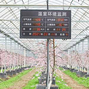 智能温室大棚除了种蔬果还能种什么?