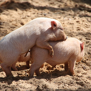 母猪年生产力的隐形杀手:温度和湿度