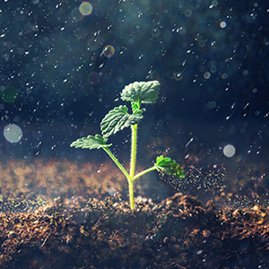 土壤含水量测量为什么这么重要?