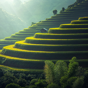 恒歌农业温湿度物联网监控系统,让你真正的“种菜自由”!