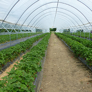 新思维、新方式!现代农业发展早已不同!