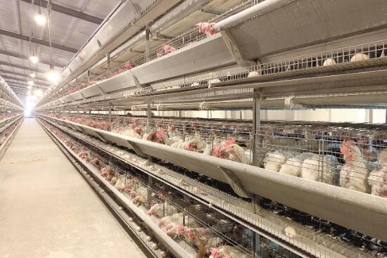 养猪养鸡等养殖场安装温湿度传感器有什么作用