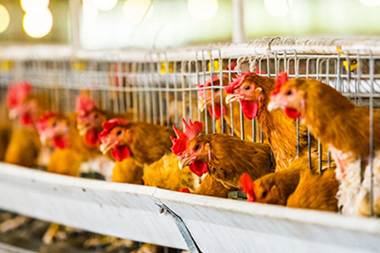 温度和湿度对养鸡场的重要性