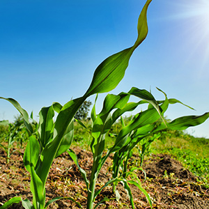 农业大数据都分析些什么？